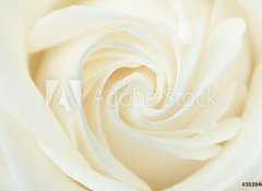 Fototapeta100 x 73  A close up of a white rose, 100 x 73 cm