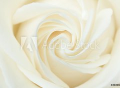 Samolepka flie 100 x 73  A close up of a white rose, 100 x 73 cm