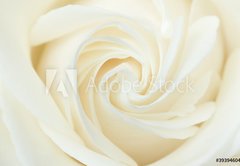 Fototapeta145 x 100  A close up of a white rose, 145 x 100 cm