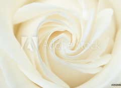 Fototapeta160 x 116  A close up of a white rose, 160 x 116 cm