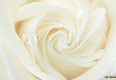 Fototapeta174 x 120  A close up of a white rose, 174 x 120 cm