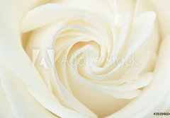 Fototapeta184 x 128  A close up of a white rose, 184 x 128 cm