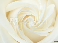 Samolepka flie 270 x 200  A close up of a white rose, 270 x 200 cm