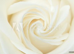 Fototapeta270 x 200  A close up of a white rose, 270 x 200 cm