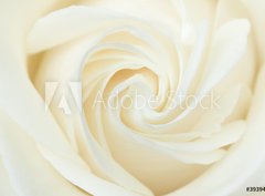 Fototapeta330 x 244  A close up of a white rose, 330 x 244 cm
