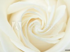 Fototapeta360 x 266  A close up of a white rose, 360 x 266 cm