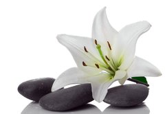 Fototapeta vliesov 145 x 100, 3953050 - madonna lily and spa stone