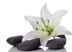 Fototapeta200 x 144  madonna lily and spa stone, 200 x 144 cm