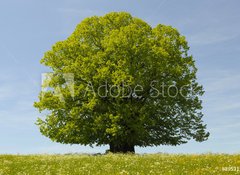 Samolepka flie 100 x 73, 39531332 - Linde Baum - Basswood strom