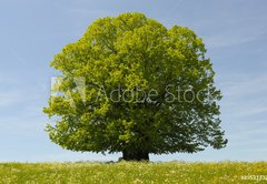 Samolepka flie 145 x 100  Linde Baum, 145 x 100 cm
