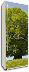 Samolepka na lednici flie 80 x 200, 39531332 - Linde Baum