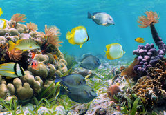Fototapeta papr 184 x 128, 39646629 - Underwater panorama in a coral reef with colorful tropical fish and marine life - Podvodn panorama v korlovm tesu s barevnmi tropickmi rybami a moskm ivotem