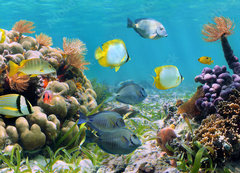 Samolepka flie 200 x 144, 39646629 - Underwater panorama in a coral reef with colorful tropical fish and marine life - Podvodn panorama v korlovm tesu s barevnmi tropickmi rybami a moskm ivotem