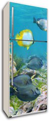 Samolepka na lednici flie 80 x 200, 39646629 - Underwater panorama in a coral reef with colorful tropical fish and marine life