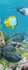 Samolepka na dvee flie 90 x 220, 39646629 - Underwater panorama in a coral reef with colorful tropical fish and marine life