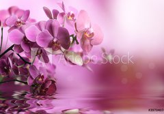 Fototapeta papr 184 x 128, 39704074 - Orchid flowers composition