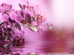 Fototapeta pltno 330 x 244, 39704074 - Orchid flowers composition