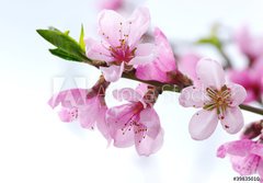 Fototapeta papr 184 x 128, 39835010 - pink blossoms - rov kvty
