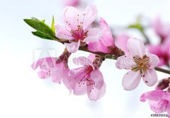 Fototapeta papr 184 x 128, 39835010 - pink blossoms