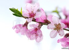 Samolepka flie 200 x 144, 39835010 - pink blossoms