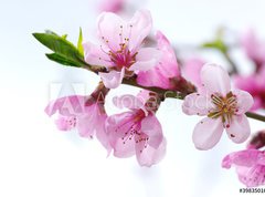 Samolepka flie 270 x 200  pink blossoms, 270 x 200 cm
