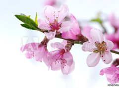 Fototapeta330 x 244  pink blossoms, 330 x 244 cm
