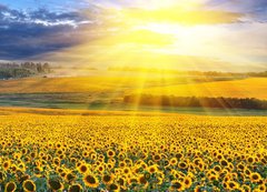 Samolepka flie 200 x 144  Sunset over the field, 200 x 144 cm