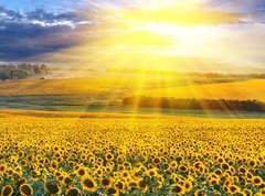 Samolepka flie 270 x 200  Sunset over the field, 270 x 200 cm