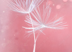 Fototapeta plátno 160 x 116, 399541072 - Dandelion parachutes macro shooting - Makro fotografování pampeliškového padáku