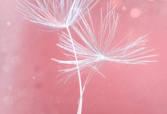 Fototapeta pltno 174 x 120, 399541072 - Dandelion parachutes macro shooting