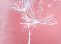 Samolepka flie 200 x 144, 399541072 - Dandelion parachutes macro shooting
