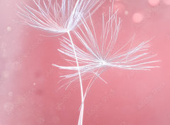 Fototapeta pltno 330 x 244, 399541072 - Dandelion parachutes macro shooting