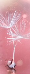 Samolepka na dvee flie 90 x 220, 399541072 - Dandelion parachutes macro shooting - Makro fotografovn pampelikovho padku