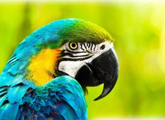 Samolepka flie 100 x 73, 40257884 - Exotic colorful African macaw parrot