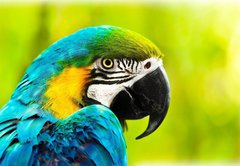 Fototapeta vliesov 145 x 100, 40257884 - Exotic colorful African macaw parrot