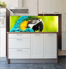 Fototapeta do kuchyn flie 180 x 60, 40257884 - Exotic colorful African macaw parrot