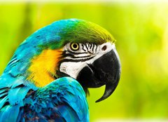 Fototapeta240 x 174  Exotic colorful African macaw parrot, 240 x 174 cm