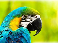 Fototapeta330 x 244  Exotic colorful African macaw parrot, 330 x 244 cm