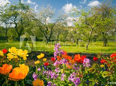 Fototapeta vliesov 270 x 200, 40326527 - Blumen vor Streuobstgarten