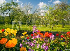 Fototapeta pltno 330 x 244, 40326527 - Blumen vor Streuobstgarten