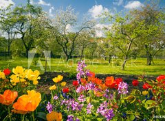 Fototapeta papr 360 x 266, 40326527 - Blumen vor Streuobstgarten