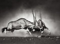 Samolepka flie 100 x 73, 40410948 - Gemsbok fight - Gemsbok bojovat