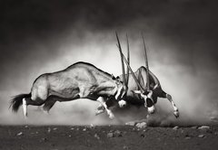 Samolepka flie 145 x 100, 40410948 - Gemsbok fight - Gemsbok bojovat