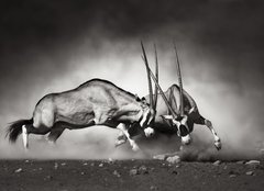 Fototapeta pltno 160 x 116, 40410948 - Gemsbok fight - Gemsbok bojovat