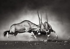 Fototapeta papr 184 x 128, 40410948 - Gemsbok fight