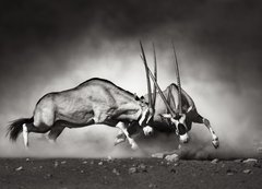 Samolepka flie 200 x 144, 40410948 - Gemsbok fight - Gemsbok bojovat