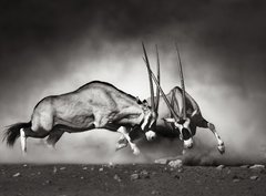 Fototapeta360 x 266  Gemsbok fight, 360 x 266 cm