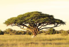 Samolepka flie 145 x 100, 40470084 - Acacia on the African plain