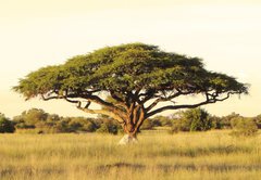 Fototapeta145 x 100  Acacia on the African plain, 145 x 100 cm