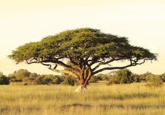 Fototapeta184 x 128  Acacia on the African plain, 184 x 128 cm